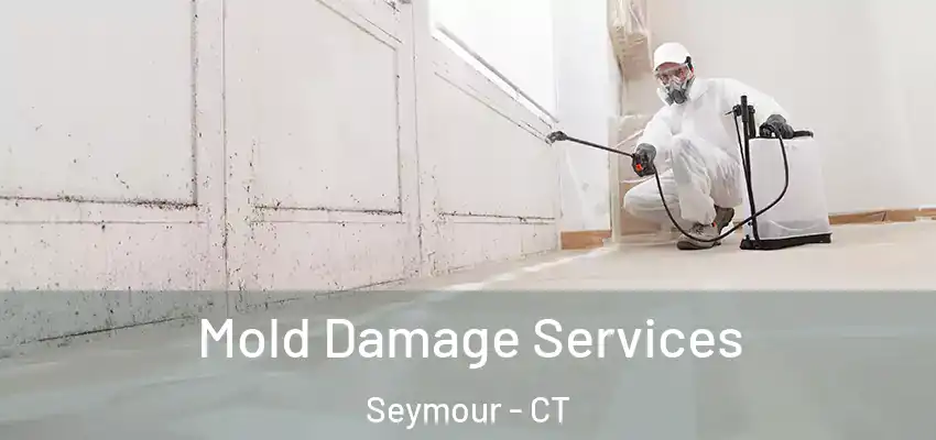 Mold Damage Services Seymour - CT