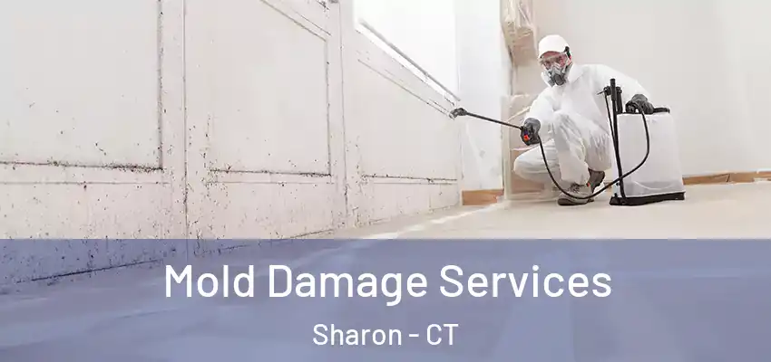 Mold Damage Services Sharon - CT