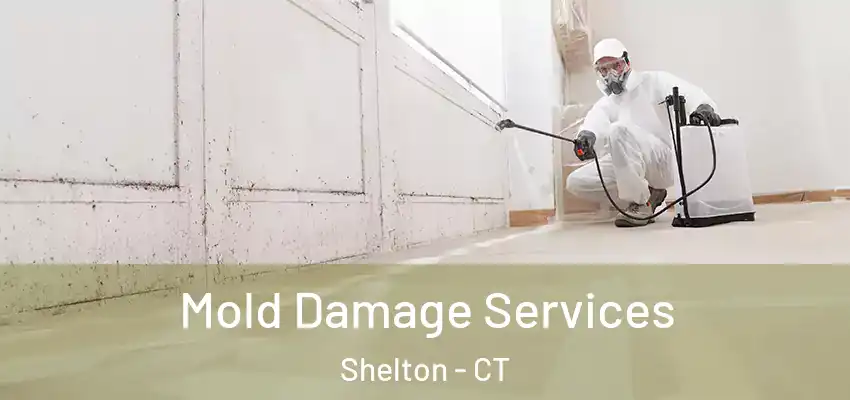 Mold Damage Services Shelton - CT