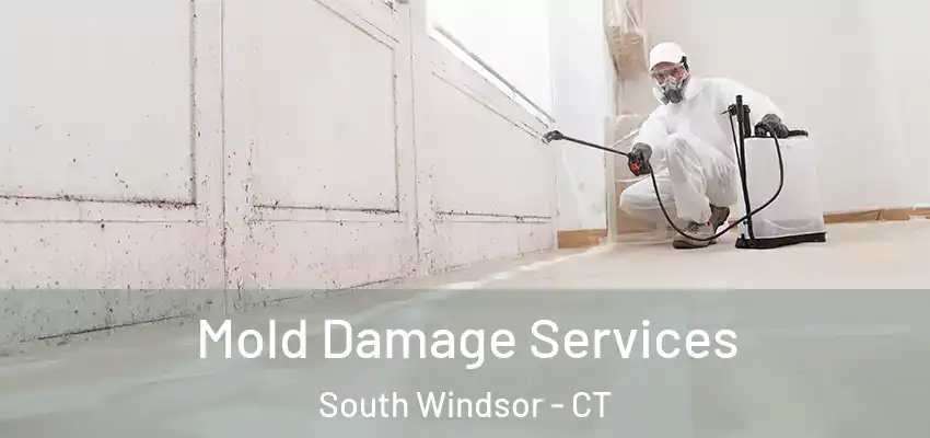  Mold Damage Services South Windsor - CT