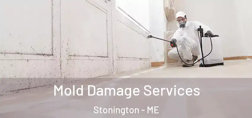 Mold Damage Services Stonington - ME