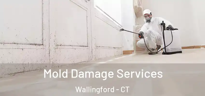 Mold Damage Services Wallingford - CT