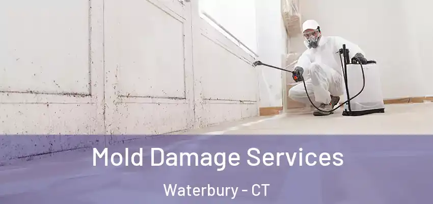 Mold Damage Services Waterbury - CT