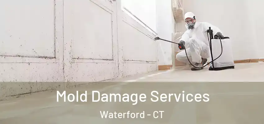 Mold Damage Services Waterford - CT