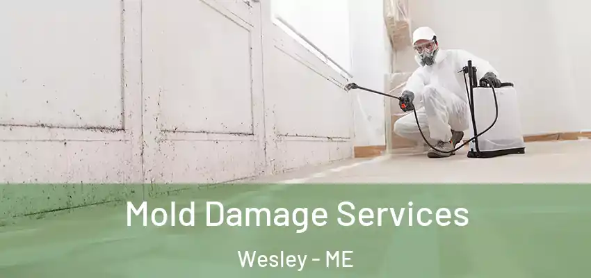 Mold Damage Services Wesley - ME