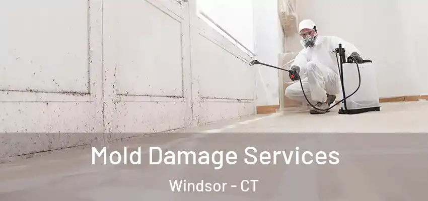 Mold Damage Services Windsor - CT