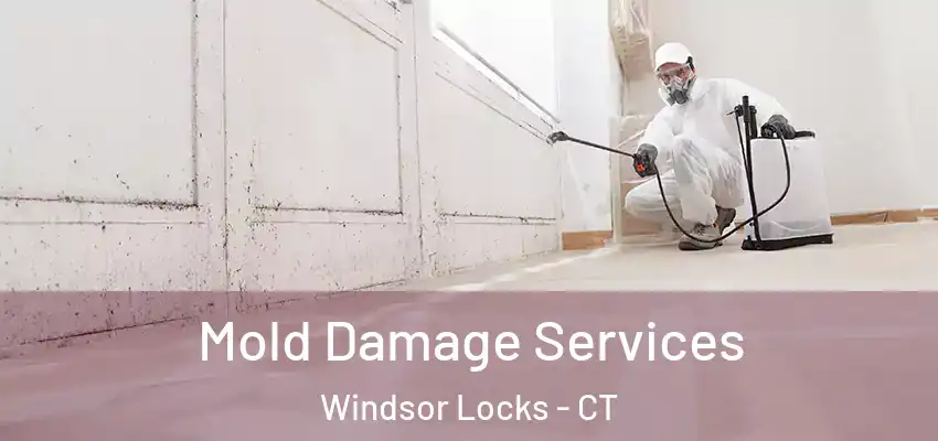 Mold Damage Services Windsor Locks - CT
