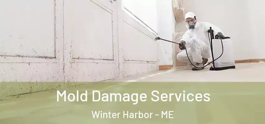 Mold Damage Services Winter Harbor - ME