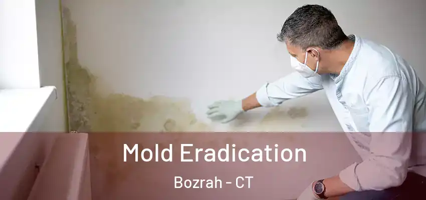 Mold Eradication Bozrah - CT