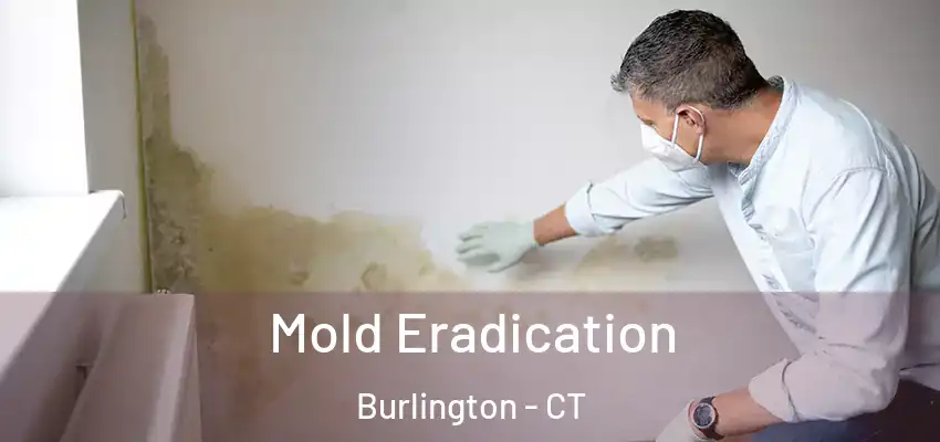 Mold Eradication Burlington - CT
