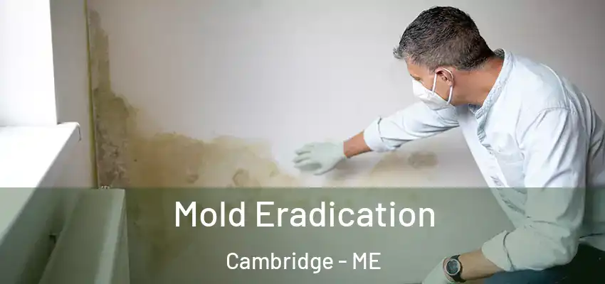 Mold Eradication Cambridge - ME