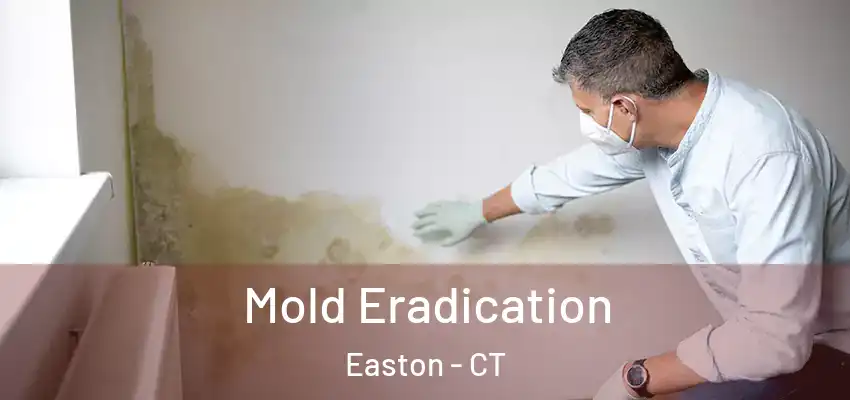 Mold Eradication Easton - CT