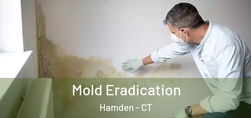 Mold Eradication Hamden - CT