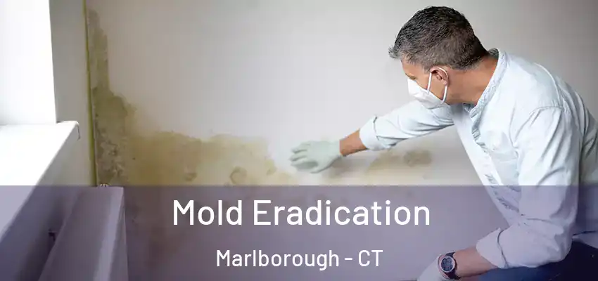 Mold Eradication Marlborough - CT
