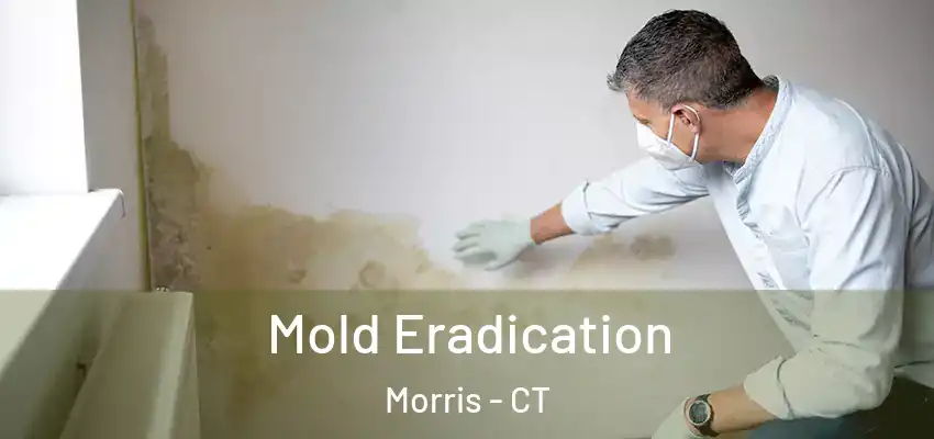 Mold Eradication Morris - CT