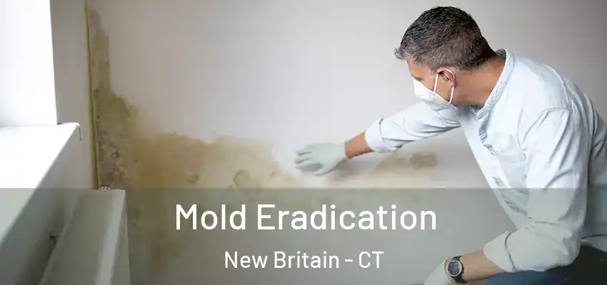 Mold Eradication New Britain - CT