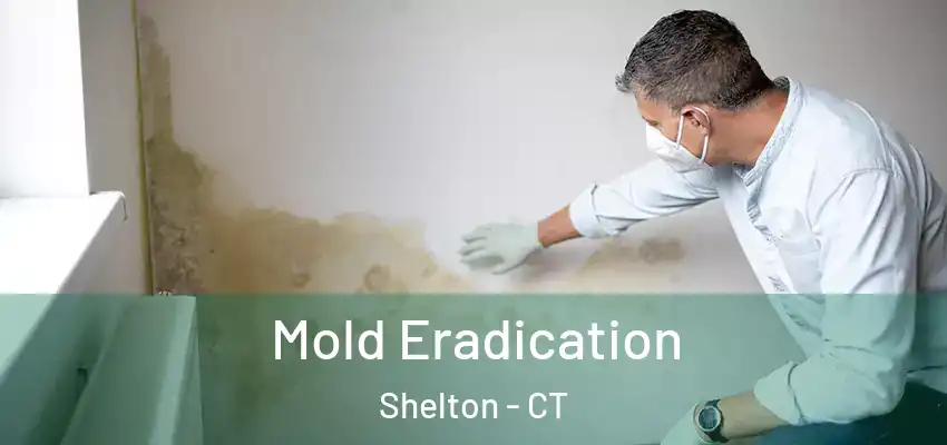 Mold Eradication Shelton - CT