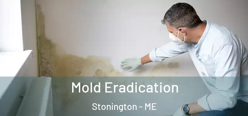 Mold Eradication Stonington - ME