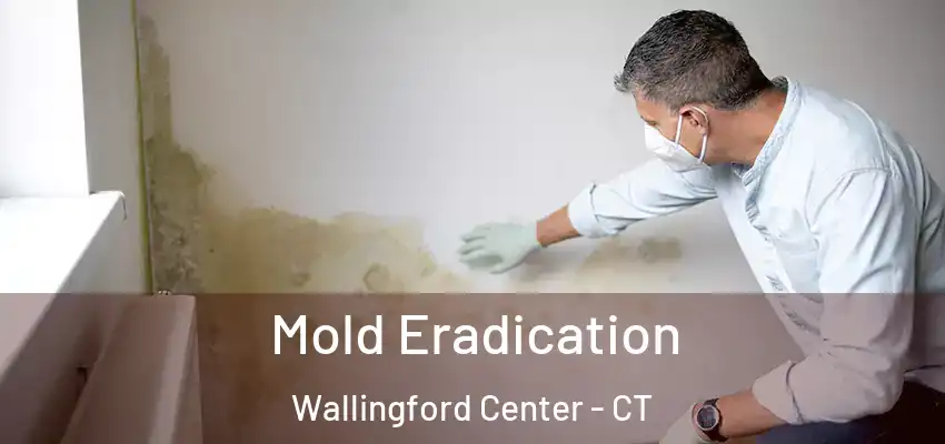 Mold Eradication Wallingford Center - CT