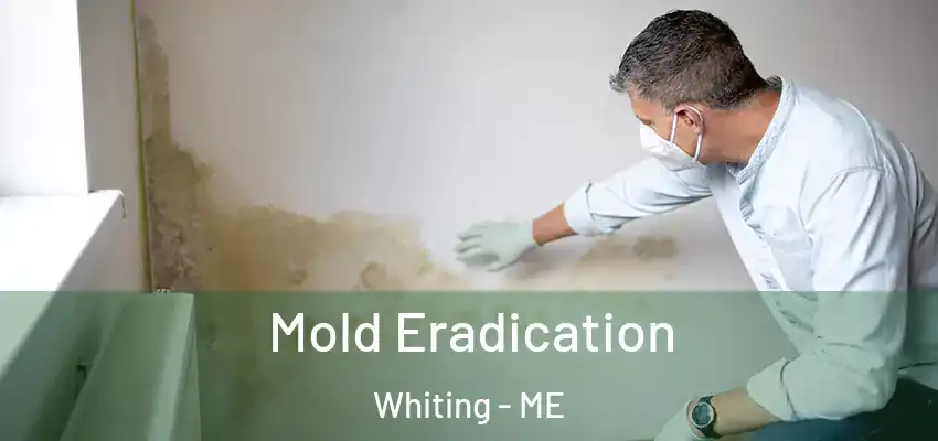 Mold Eradication Whiting - ME