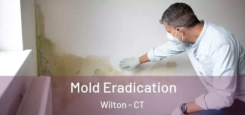 Mold Eradication Wilton - CT