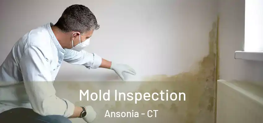  Mold Inspection Ansonia - CT