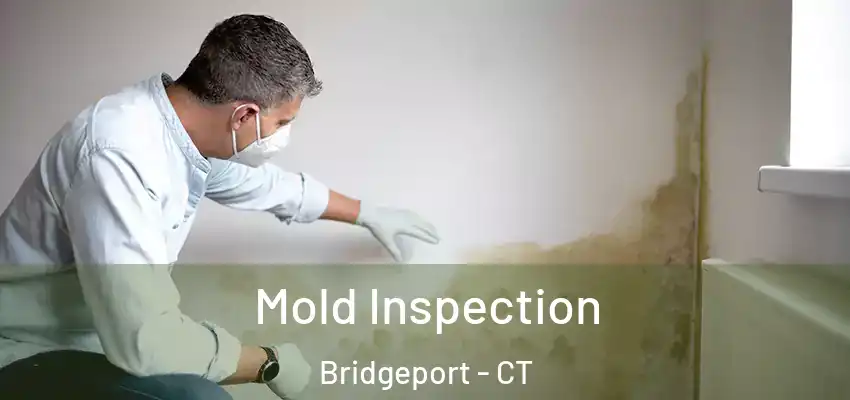  Mold Inspection Bridgeport - CT