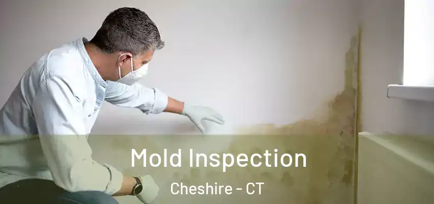  Mold Inspection Cheshire - CT