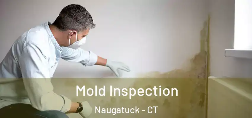 Mold Inspection Naugatuck - CT