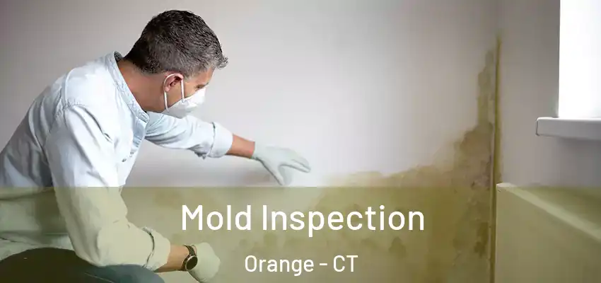 Mold Inspection Orange - CT