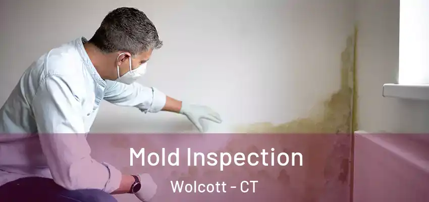  Mold Inspection Wolcott - CT