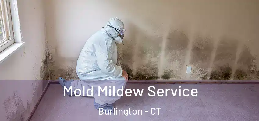 Mold Mildew Service Burlington - CT
