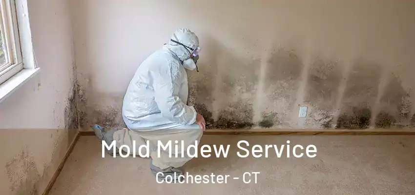 Mold Mildew Service Colchester - CT
