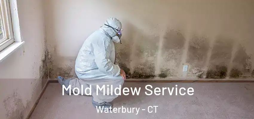Mold Mildew Service Waterbury - CT