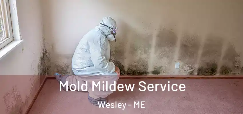 Mold Mildew Service Wesley - ME
