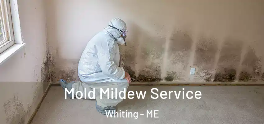 Mold Mildew Service Whiting - ME