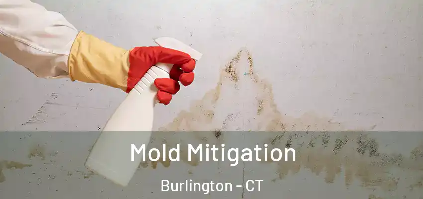 Mold Mitigation Burlington - CT