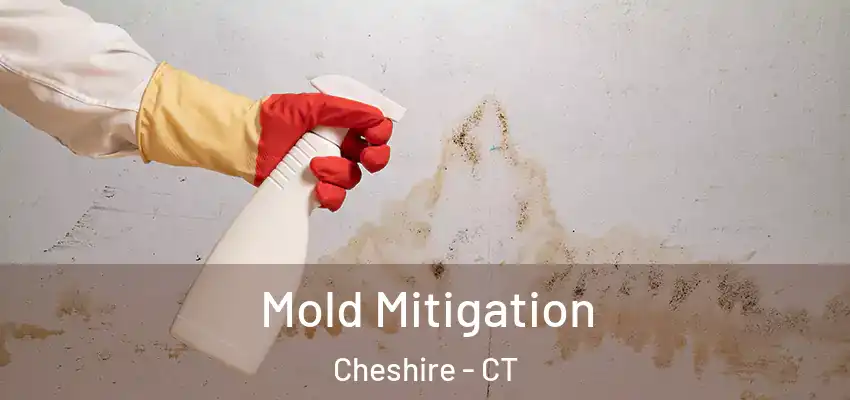 Mold Mitigation Cheshire - CT