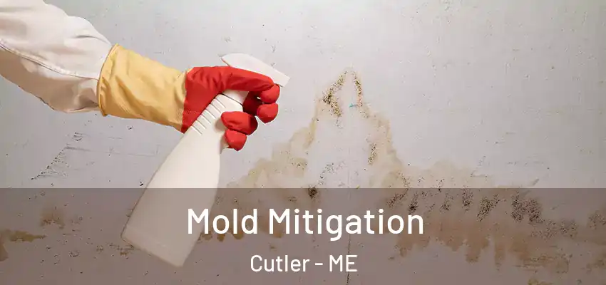 Mold Mitigation Cutler - ME