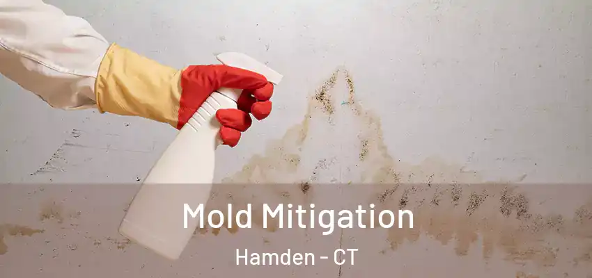 Mold Mitigation Hamden - CT