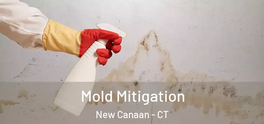 Mold Mitigation New Canaan - CT