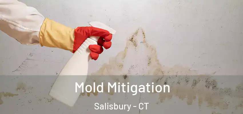 Mold Mitigation Salisbury - CT