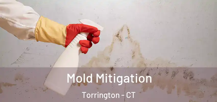 Mold Mitigation Torrington - CT