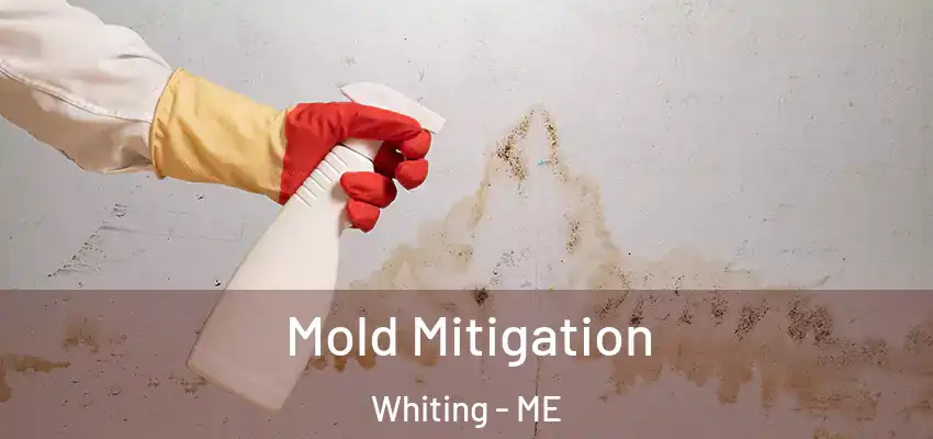 Mold Mitigation Whiting - ME