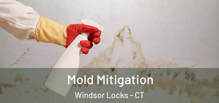 Mold Mitigation Windsor Locks - CT
