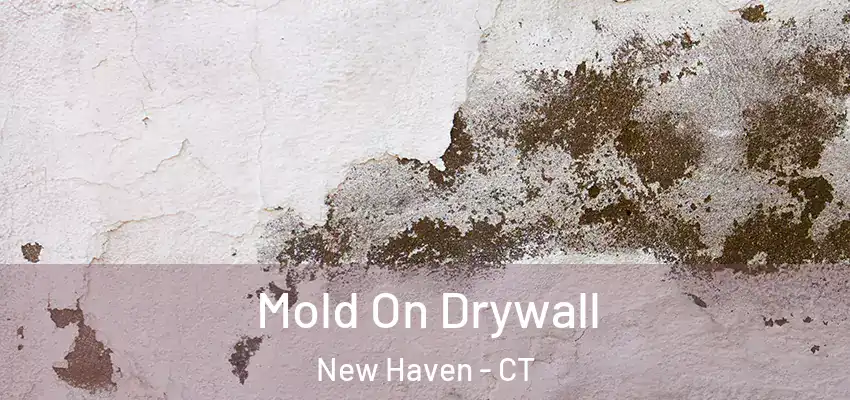 Mold On Drywall New Haven - CT