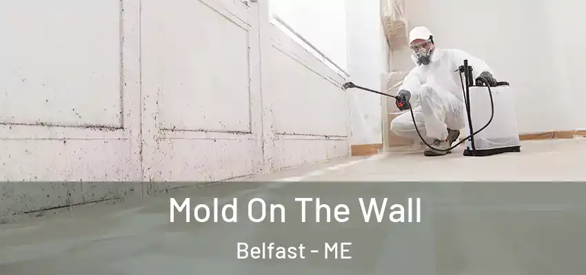  Mold On The Wall Belfast - ME
