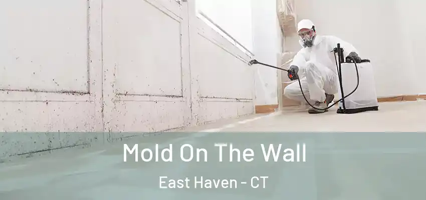 Mold On The Wall East Haven - CT