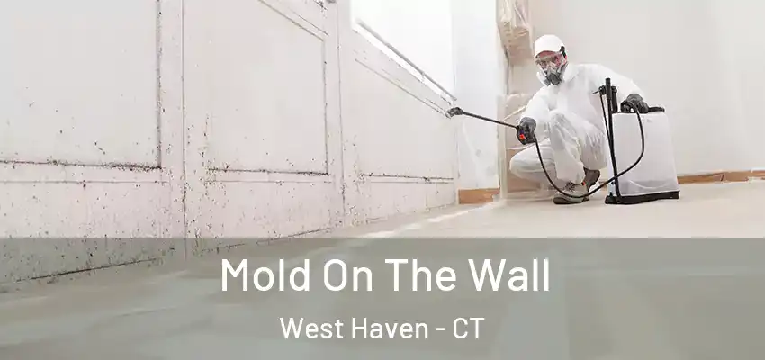 Mold On The Wall West Haven - CT