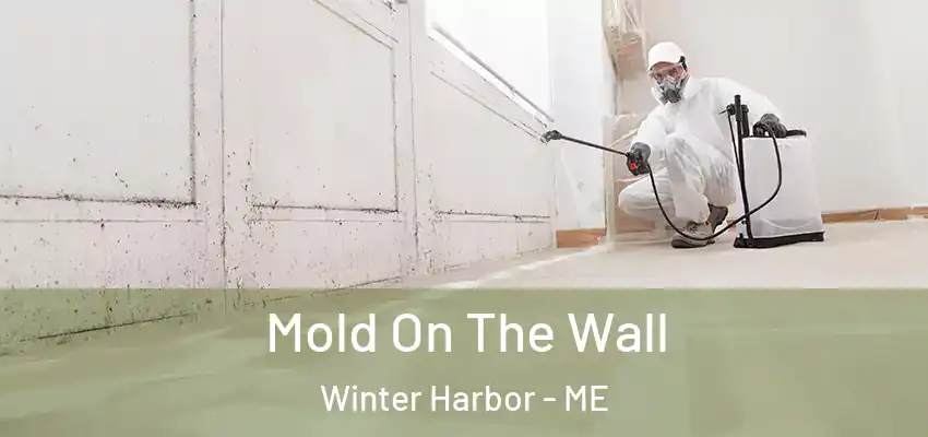  Mold On The Wall Winter Harbor - ME